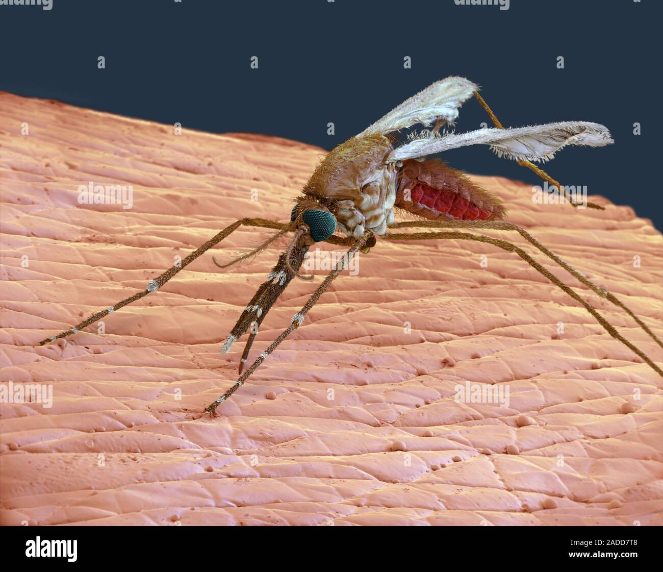 Anopheles mosquito on human skin. Coloured scanning electron micrograph