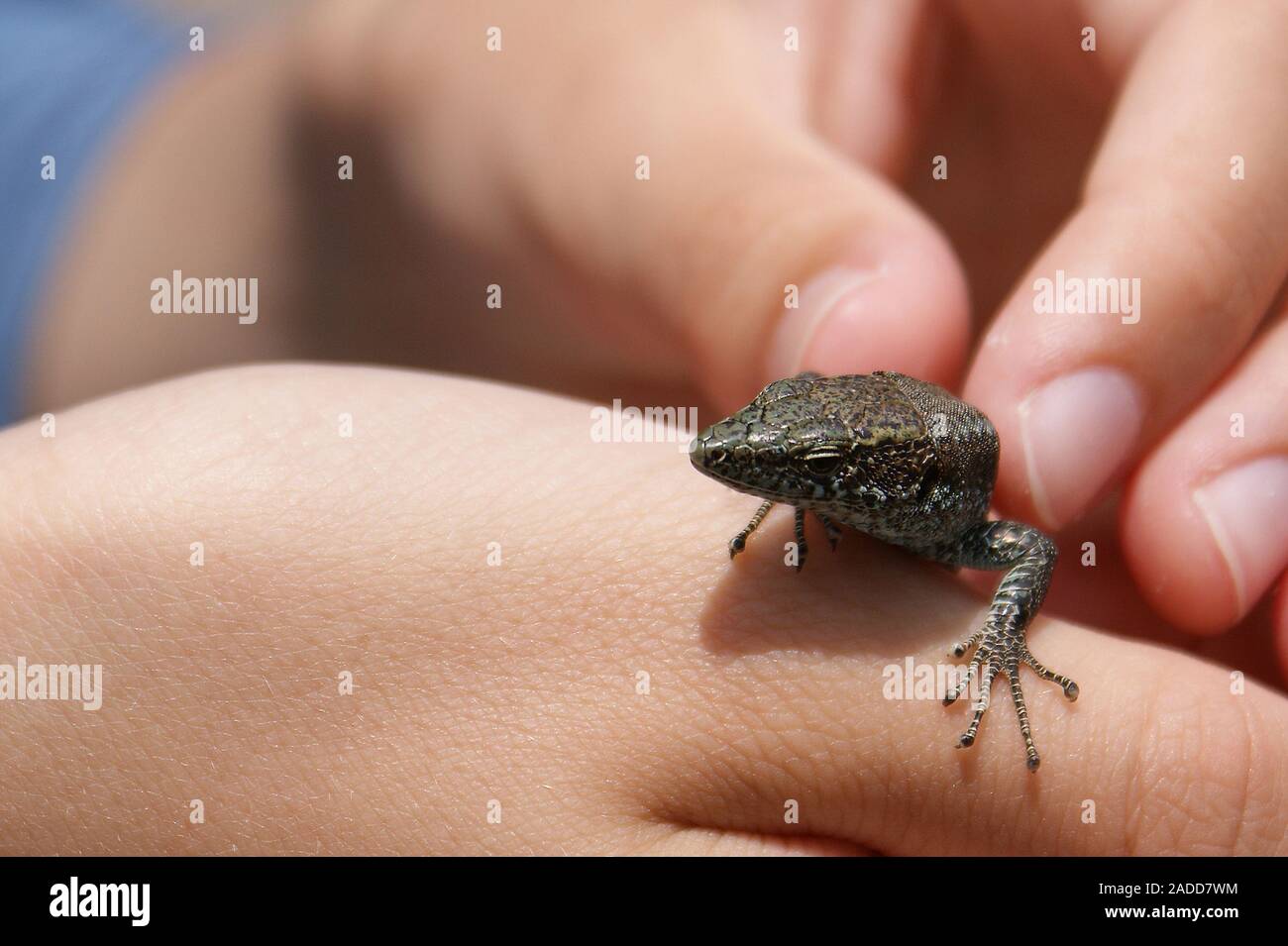 The lizard sits on the arm. Stock Photo