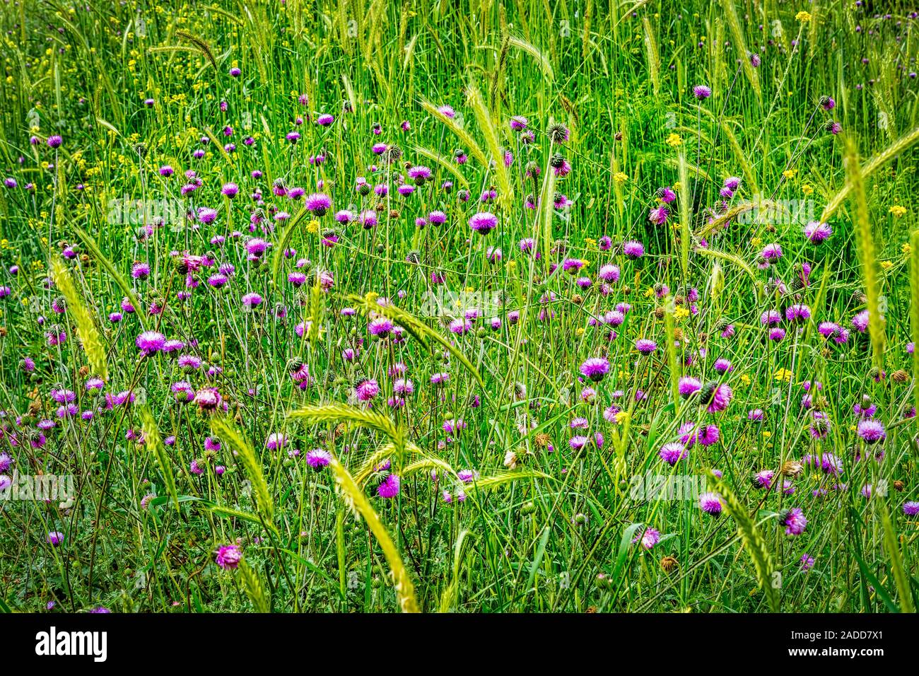 Autumn in Dorfak Stock Photo - Alamy