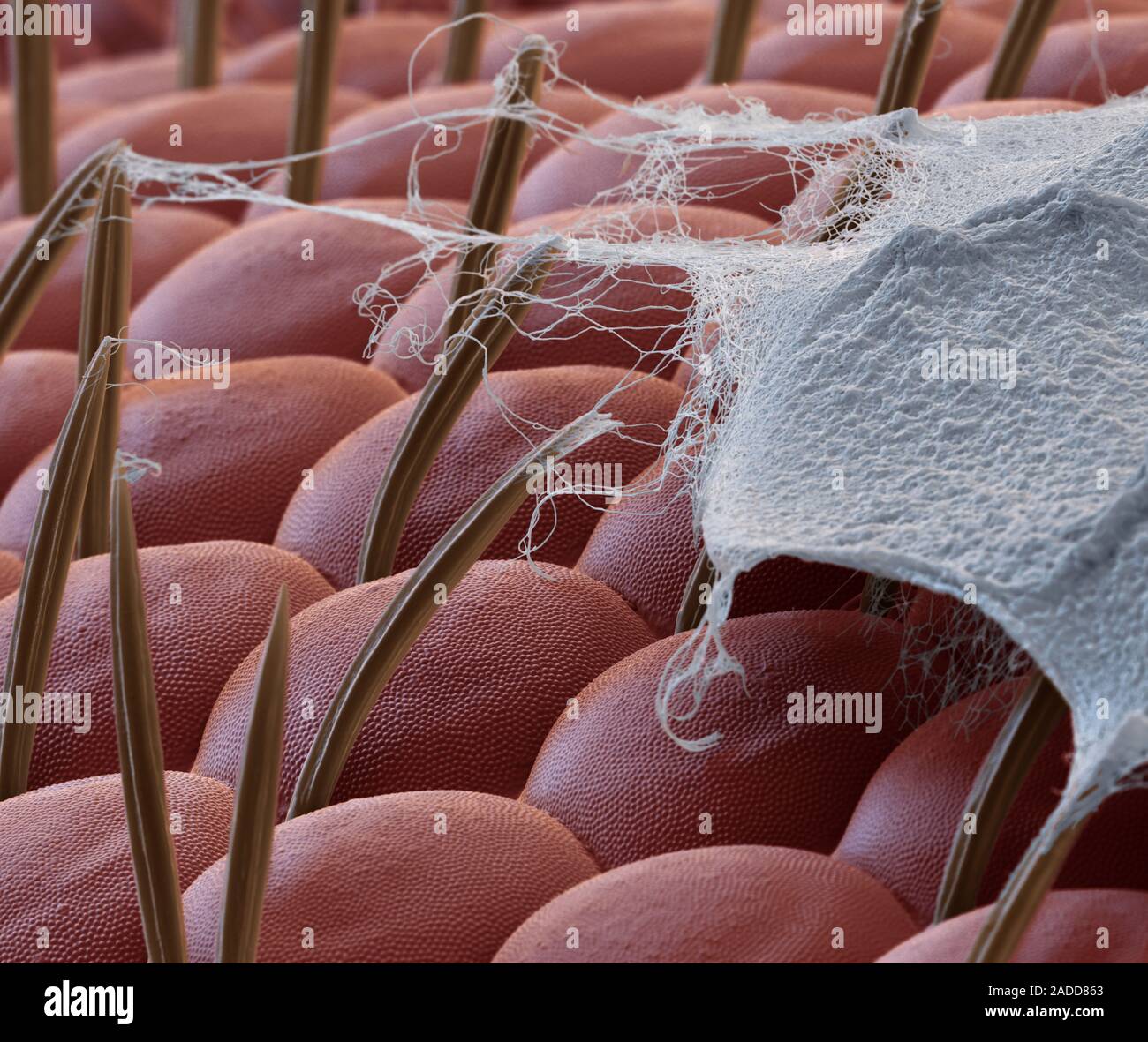 Spider silk on insect prey, coloured scanning electron micrograph (SEM