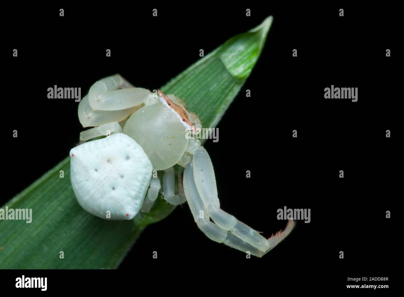 Crab spider (family Thomisidae) on a leaf. These small spiders are