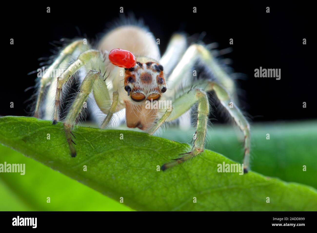 Parasitic Mite (family Acari, Red) On A Jumping Spider (family ...