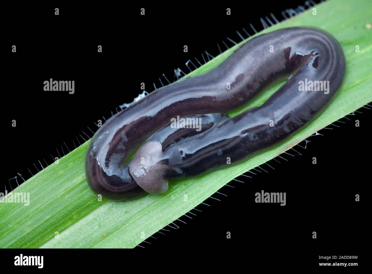 Hammerhead worm (Bipalium sp.). This is a type of predatory terrestrial flatworm Stock Photo Alamy