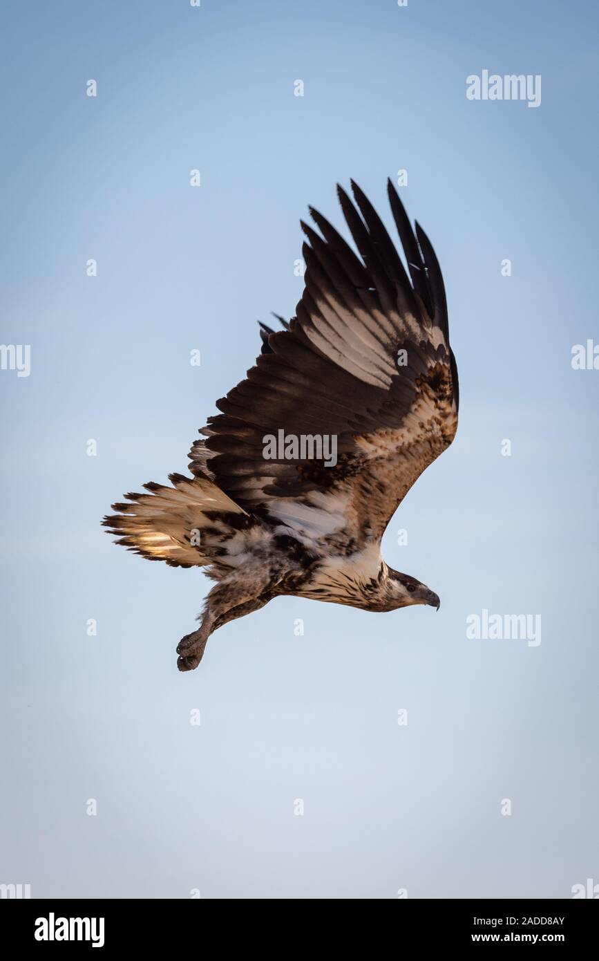 Juvenile African fish eagle in blue sky Stock Photo