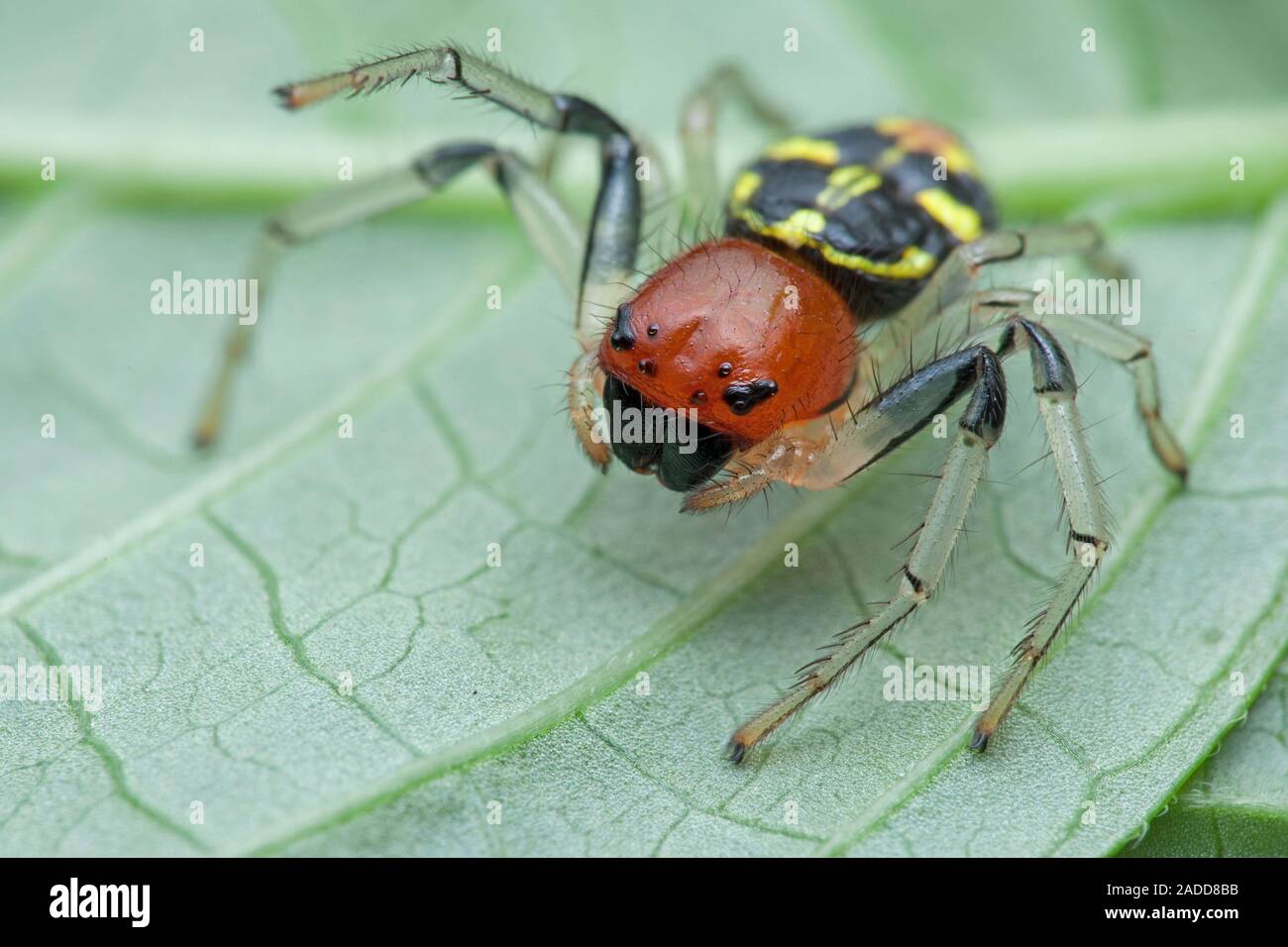 Crab spider (Camaricus maugi) on a leaf. Crab spiders (family