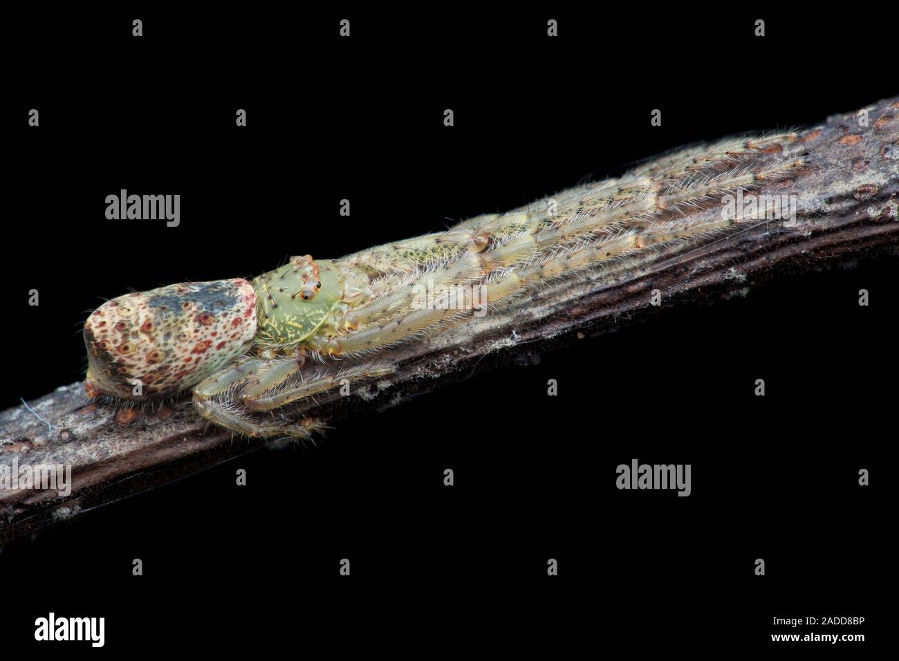 Crab spider (Tmarus sp.) lying against a twig. Crab spiders are ambush