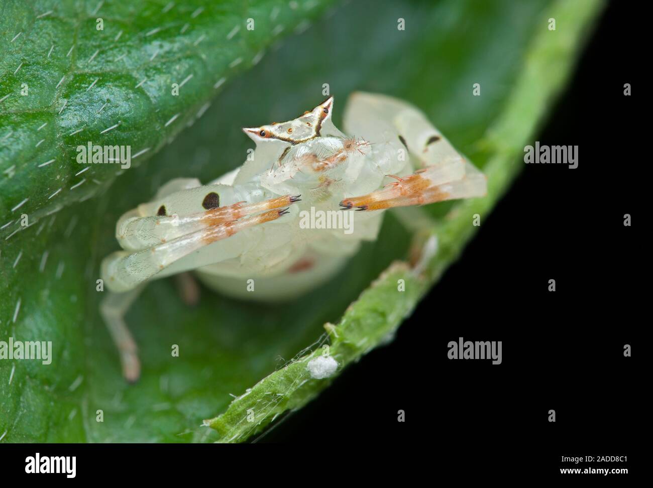 Crab spider in defensive pose. Crab spiders are ambush predators that