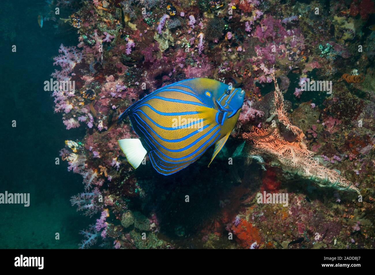 Bluering angelfish (Pomacanthus annularis) on a reef. This angelfish