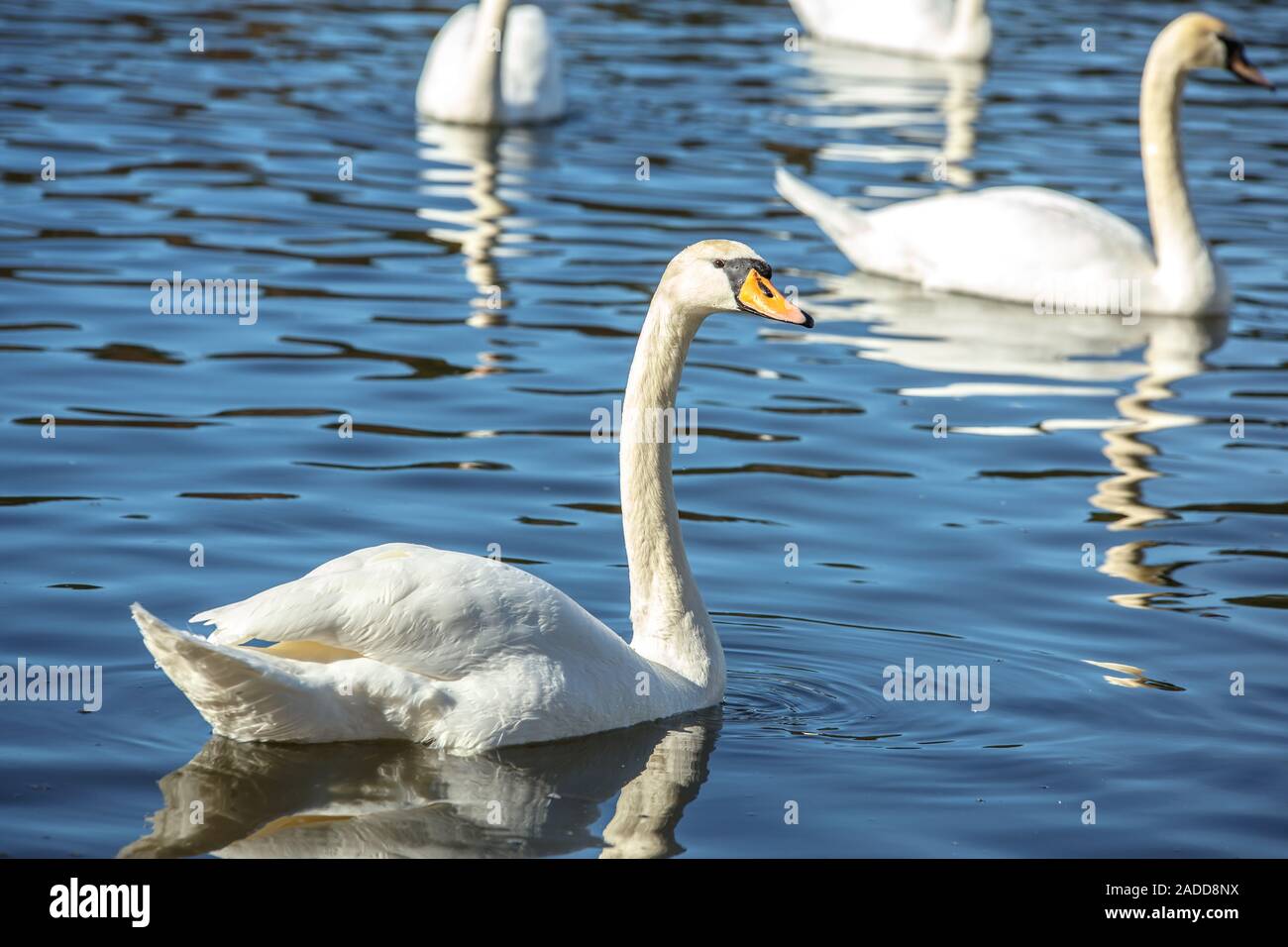 White swans swim on the surface of the lake Stock Photo - Alamy