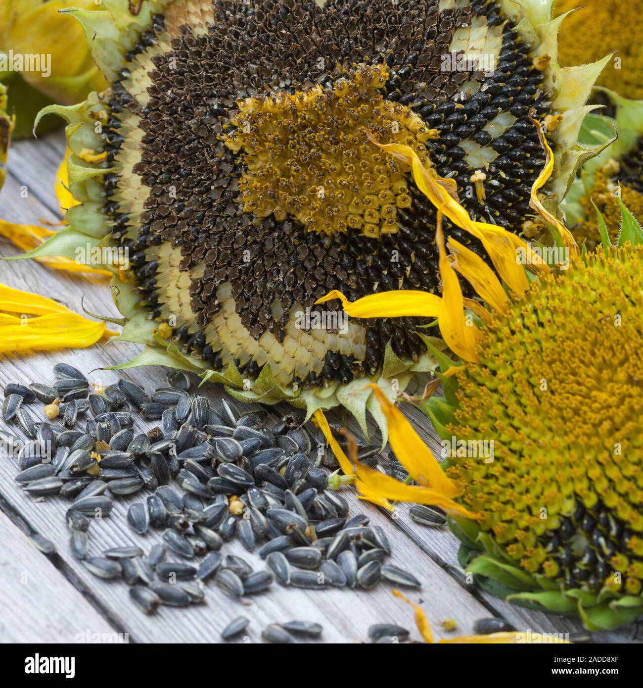 Sonnenblume samen hires stock photography and images Alamy