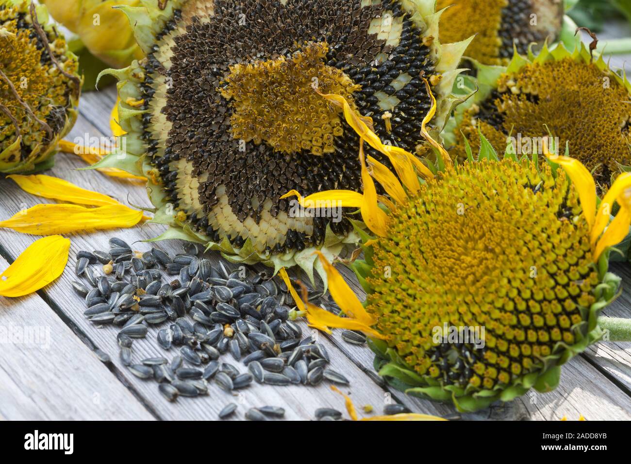 SonnenblumenKerne, Sonnenblume, Gewöhnliche Sonnenblume, Kerne