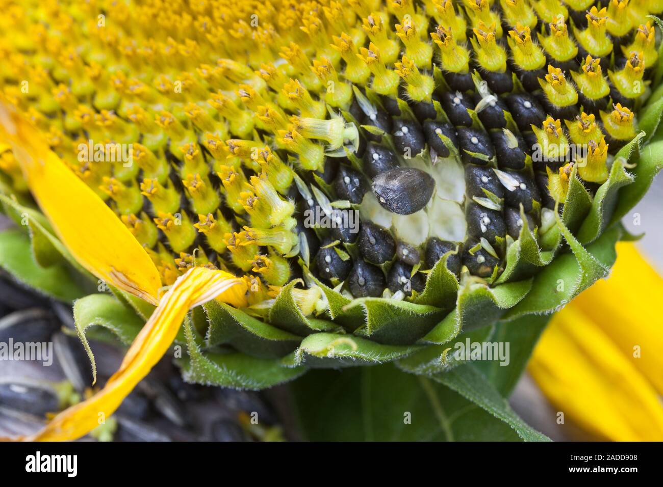 Seed sunflower hires stock photography and images Alamy