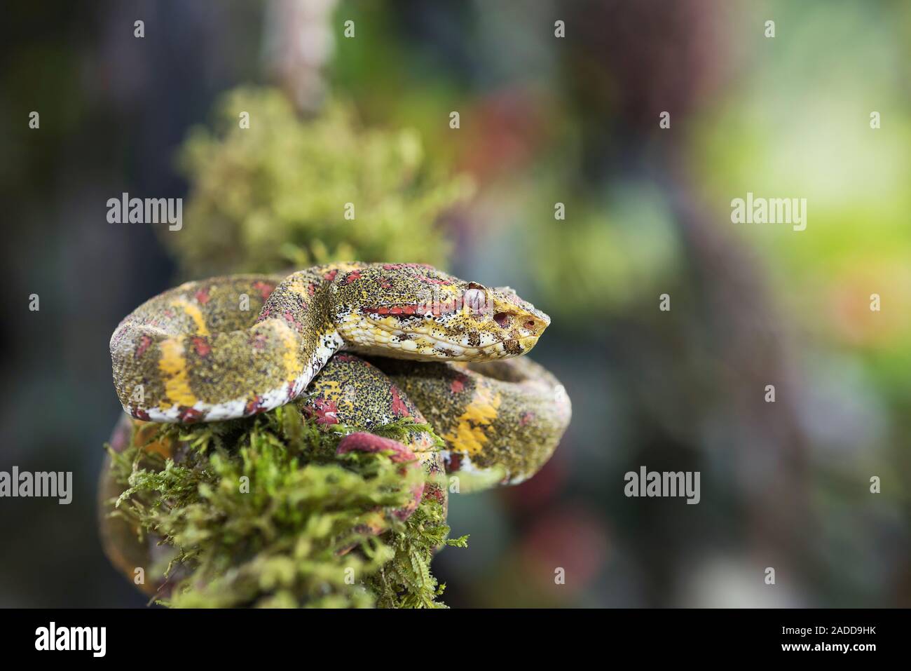 Eyelash viper (Bothriechis schlegelii) on a branch. This small venomous ...