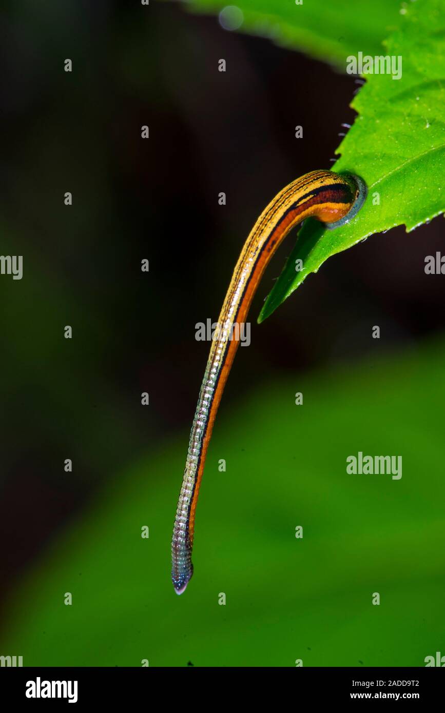 Tiger leech (Haemadipsa picta) attached to a leaf. Leeches attach
