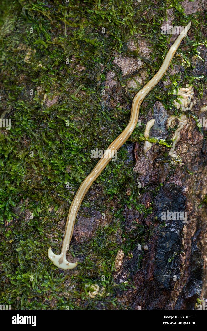 Hammerhead worm (Bipalium sp.) on a tree. This predatory planarian