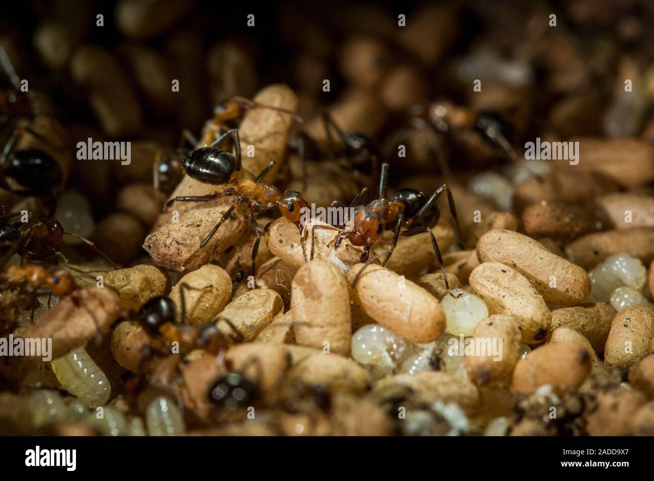 Allegheny mound ant (Formica exsectoides) colony. Allegheny mound ants