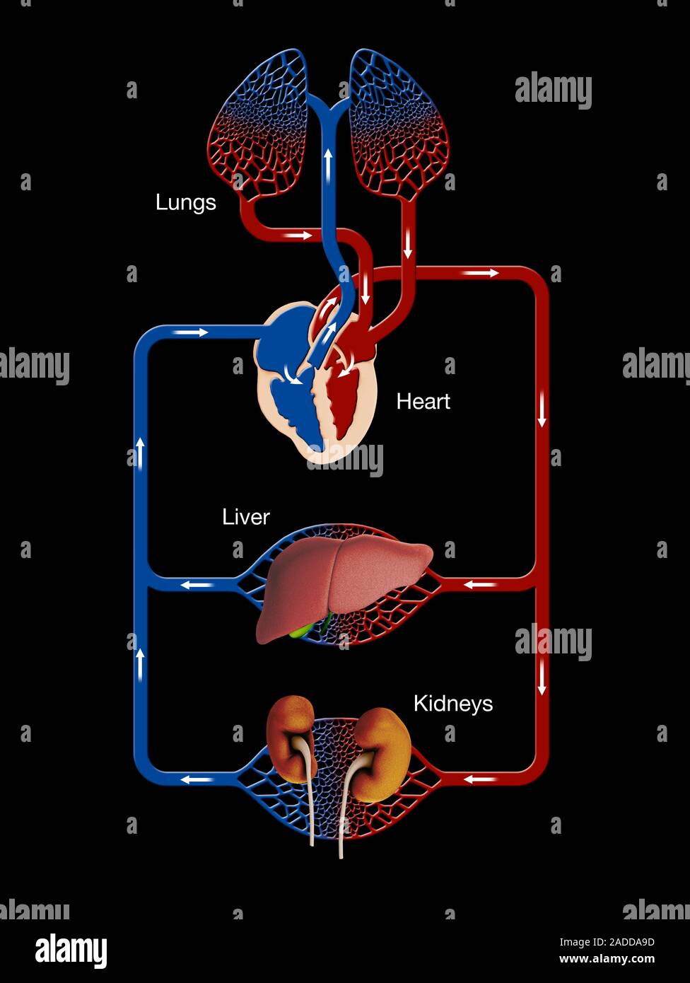Liver and kidney blood supply. Computer illustration showing the blood
