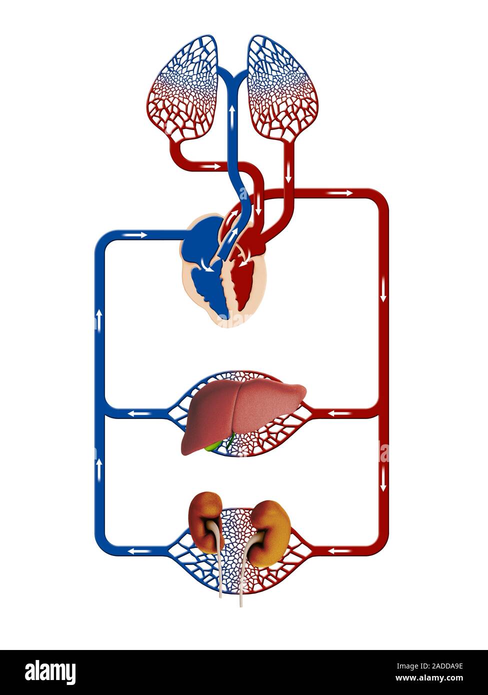 Liver and kidney blood supply. Computer illustration showing the blood