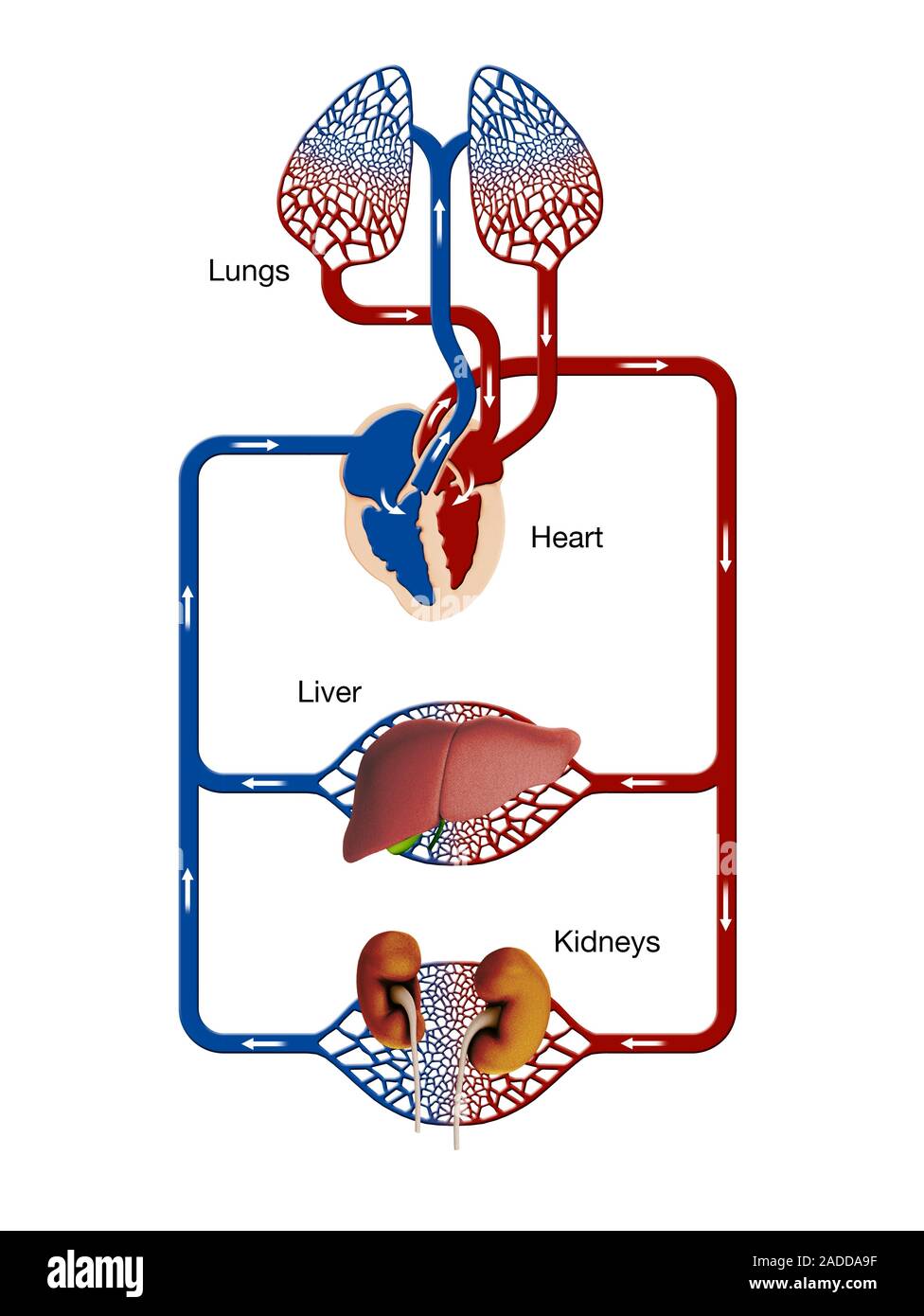 Liver and kidney blood supply. Computer illustration showing the blood