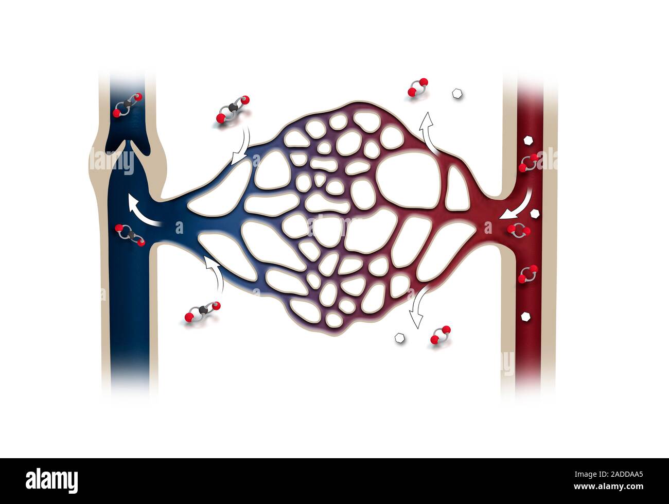 Capillary system. Computer illustration showing oxygenated blood (red