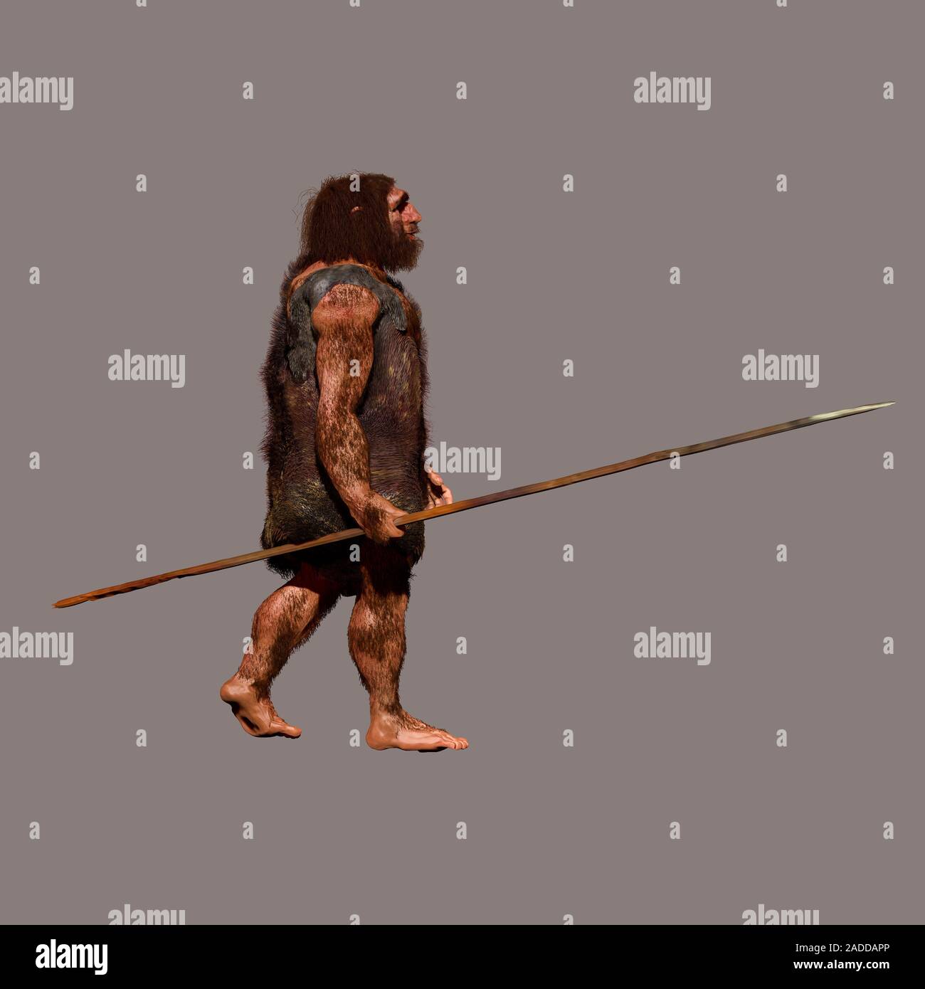 Neanderthal (Homo neanderthalensis) hunter, illustration. Neanderthals ...