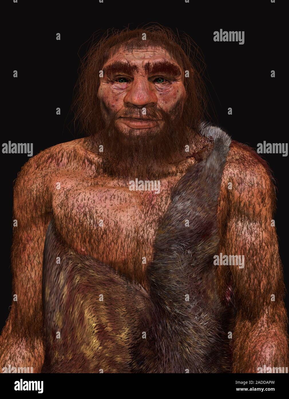 Neanderthal (Homo neanderthalensis) male, illustration. Neanderthals ...