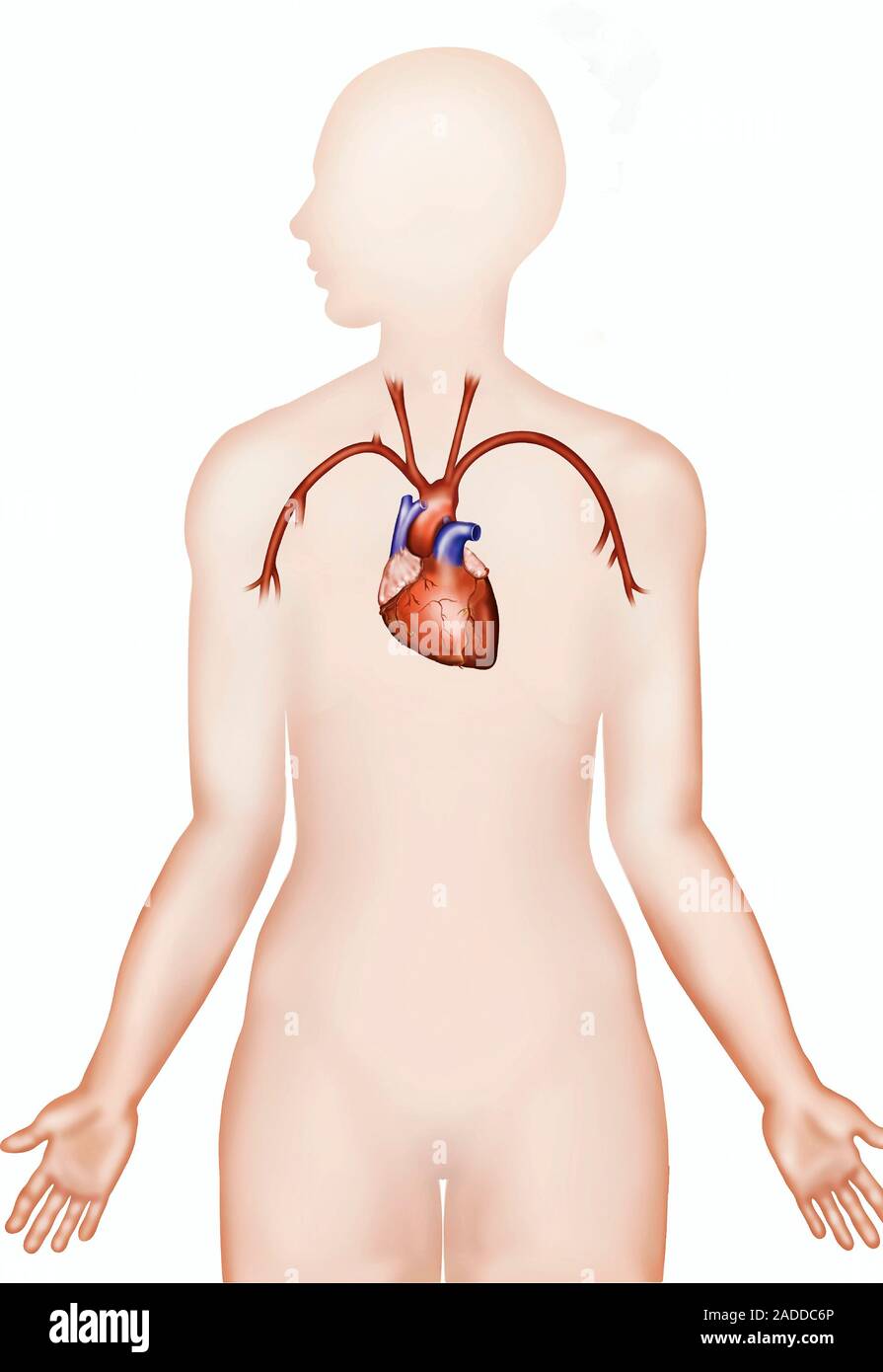 Illustration of the human body showing the heart. The heart is a