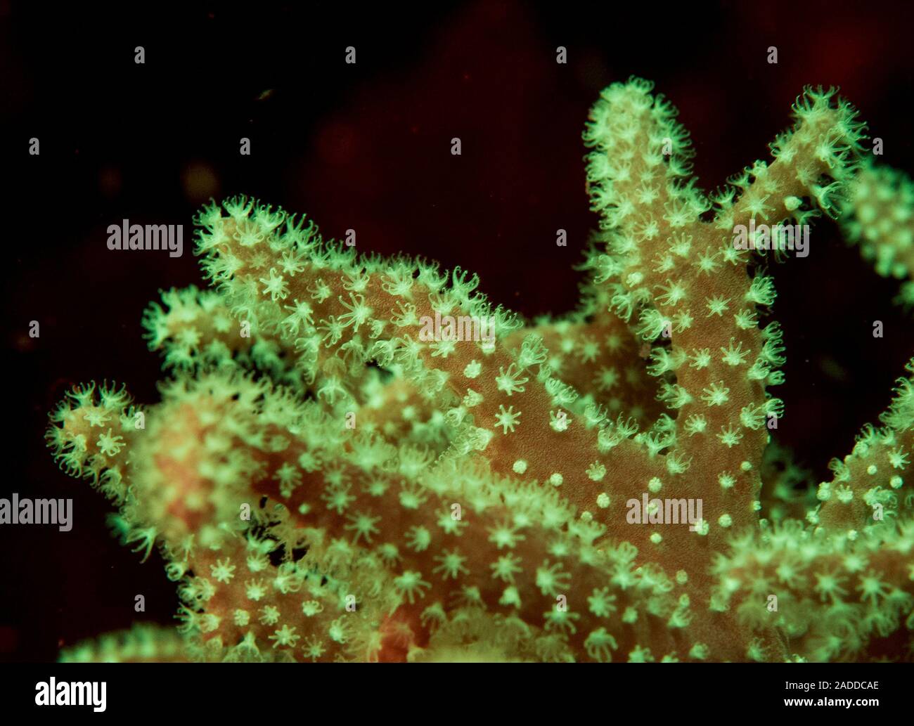 Leather coral fluorescing green and red underwater, photographed at night using blue coloured flashlight and a yellow filter. Blue light excites pigme Stock Photo