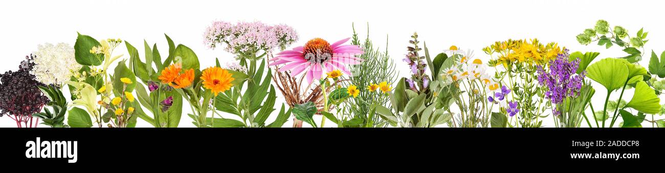 Homeopathy with medicinal plants Stock Photo