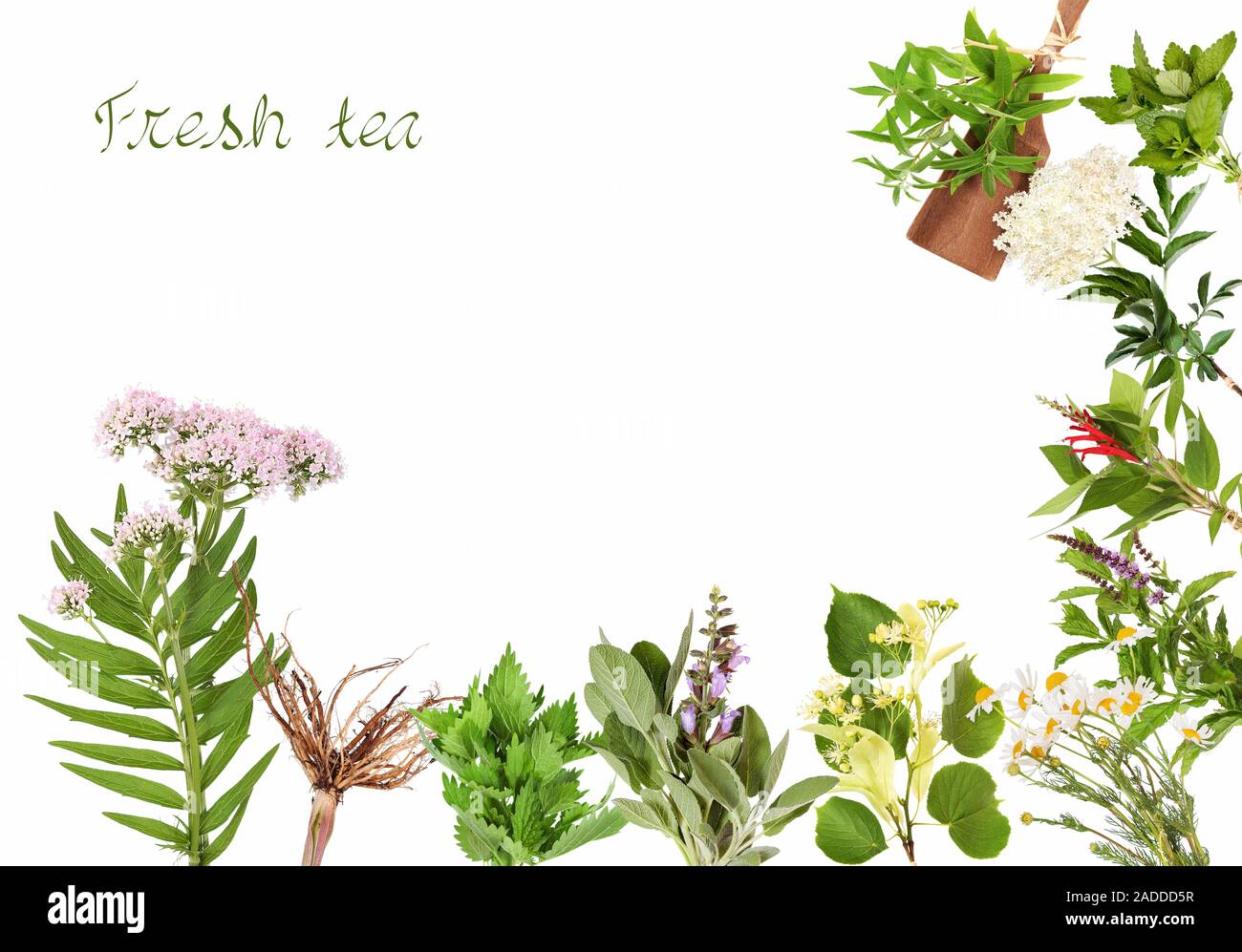 Different fresh tea plants Stock Photo Alamy