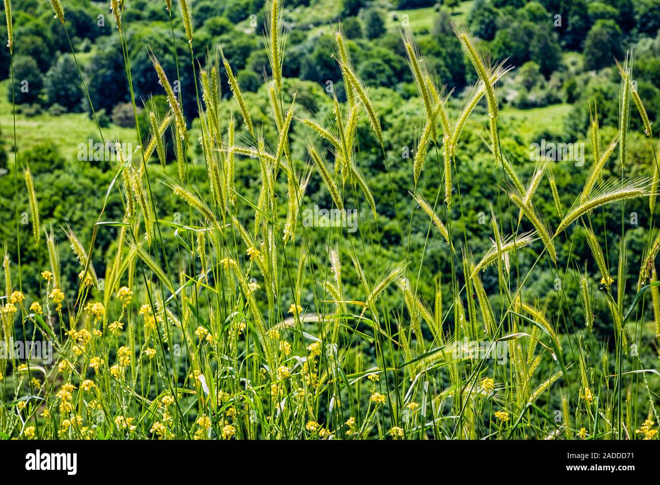 Autumn in Dorfak Stock Photo - Alamy