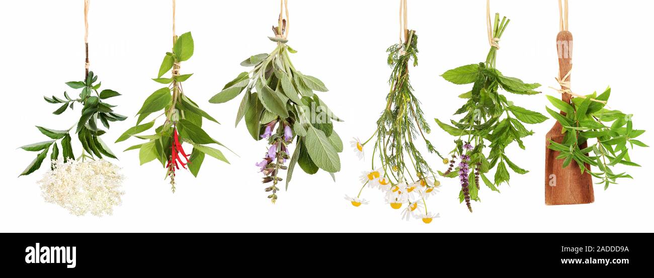 Different fresh tea plants Stock Photo Alamy