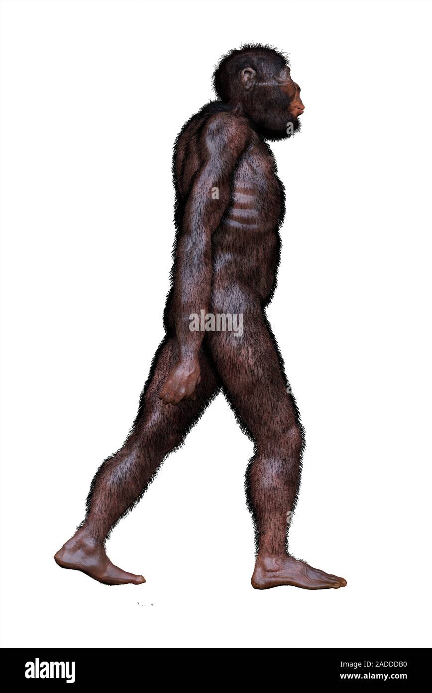 Australopithecus africanus. Illustration and reconstruction of the ...