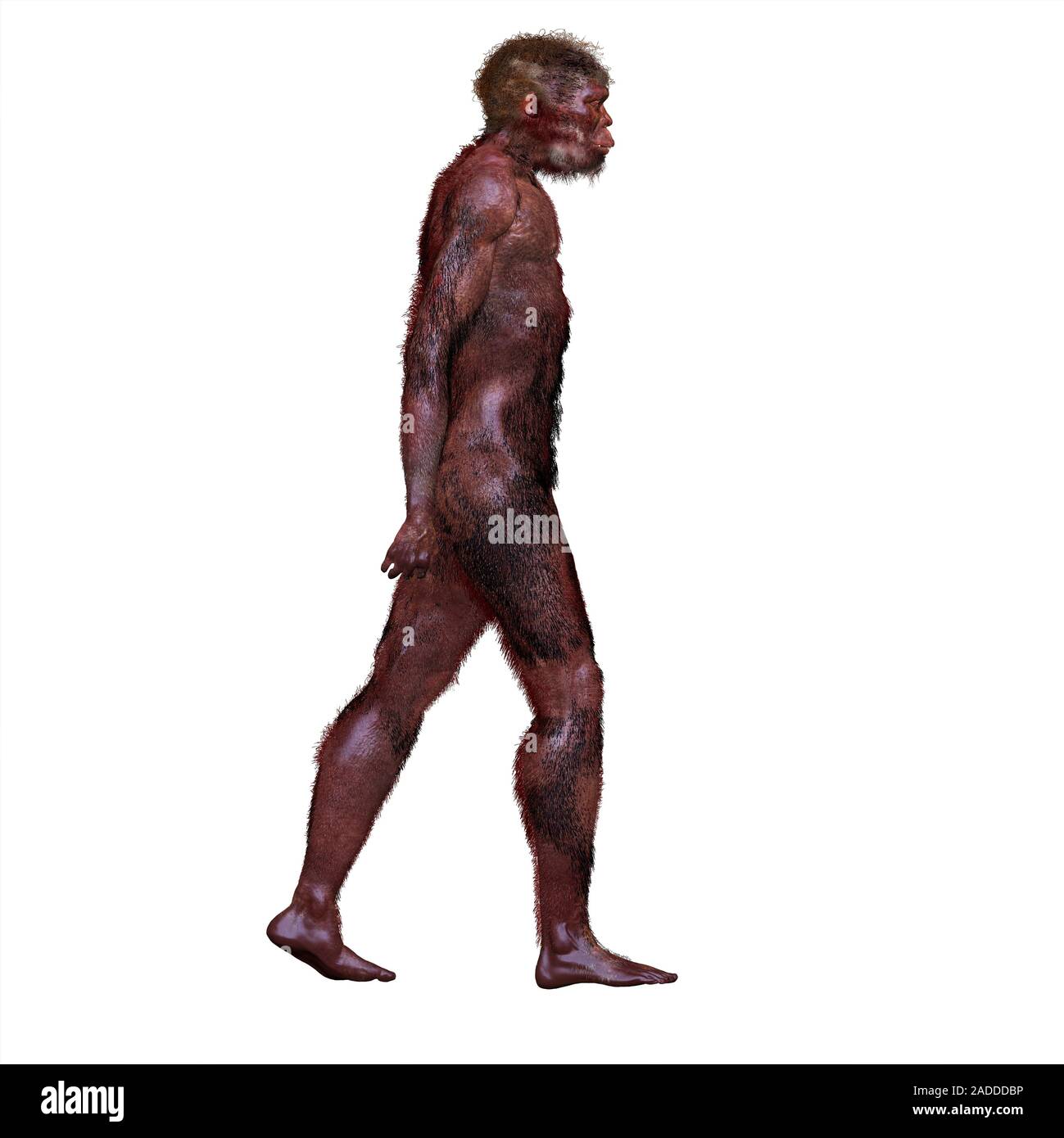 homo-ergaster-illustration-and-reconstruction-of-the-extinct-hominin