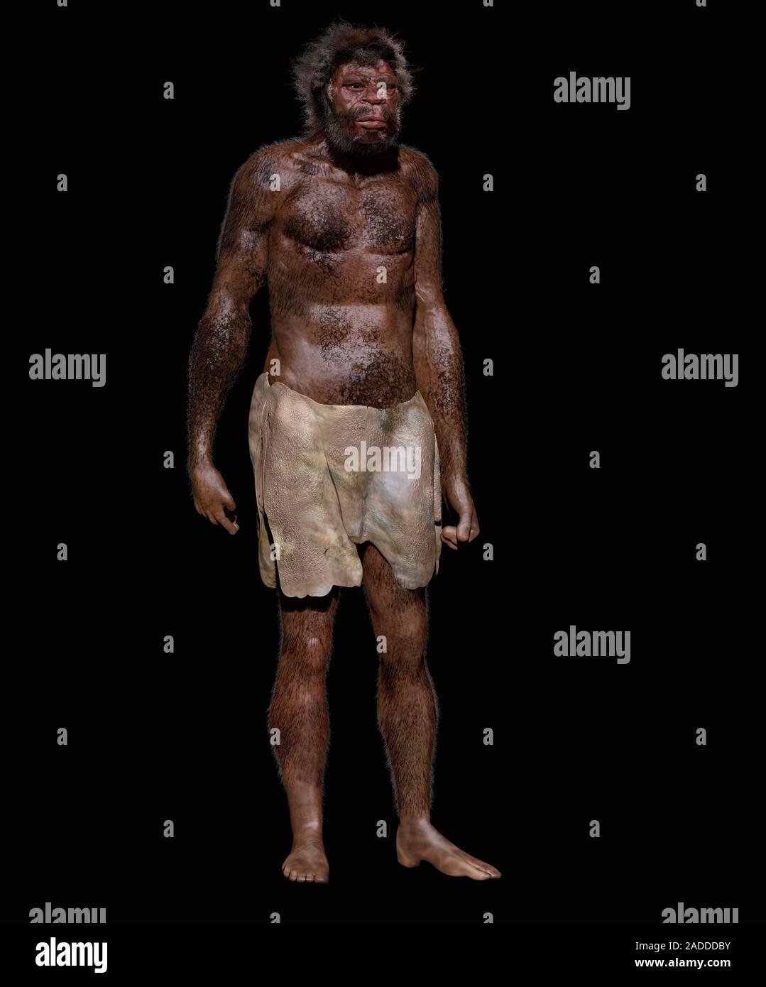 Homo sapiens (Jebel Irhoud). Illustration and reconstruction of a