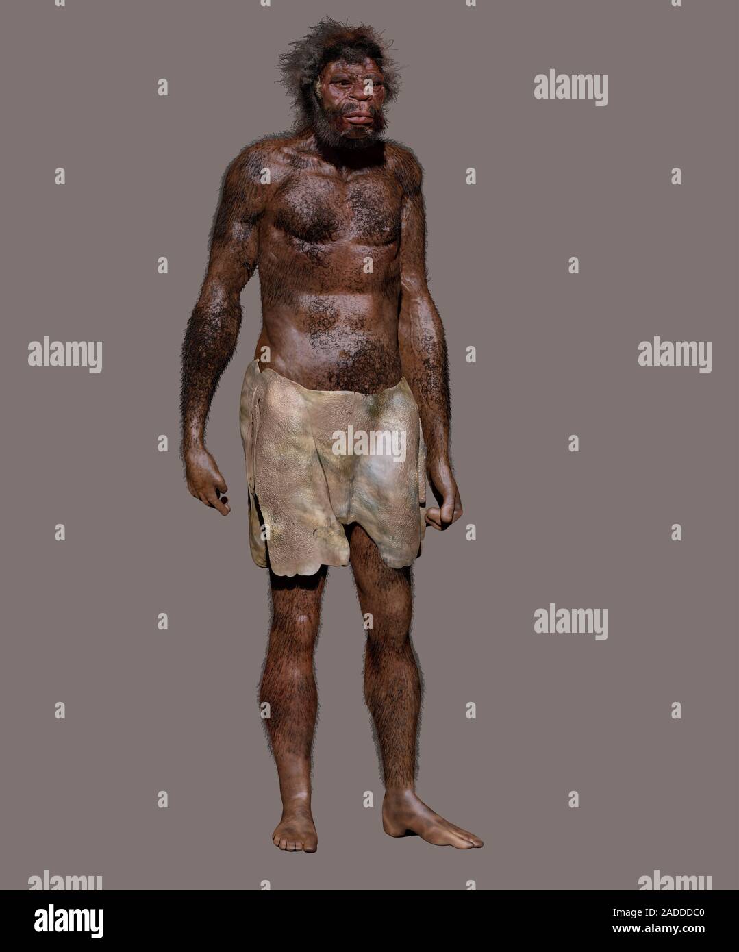 Homo sapiens (Jebel Irhoud). Illustration and reconstruction of a