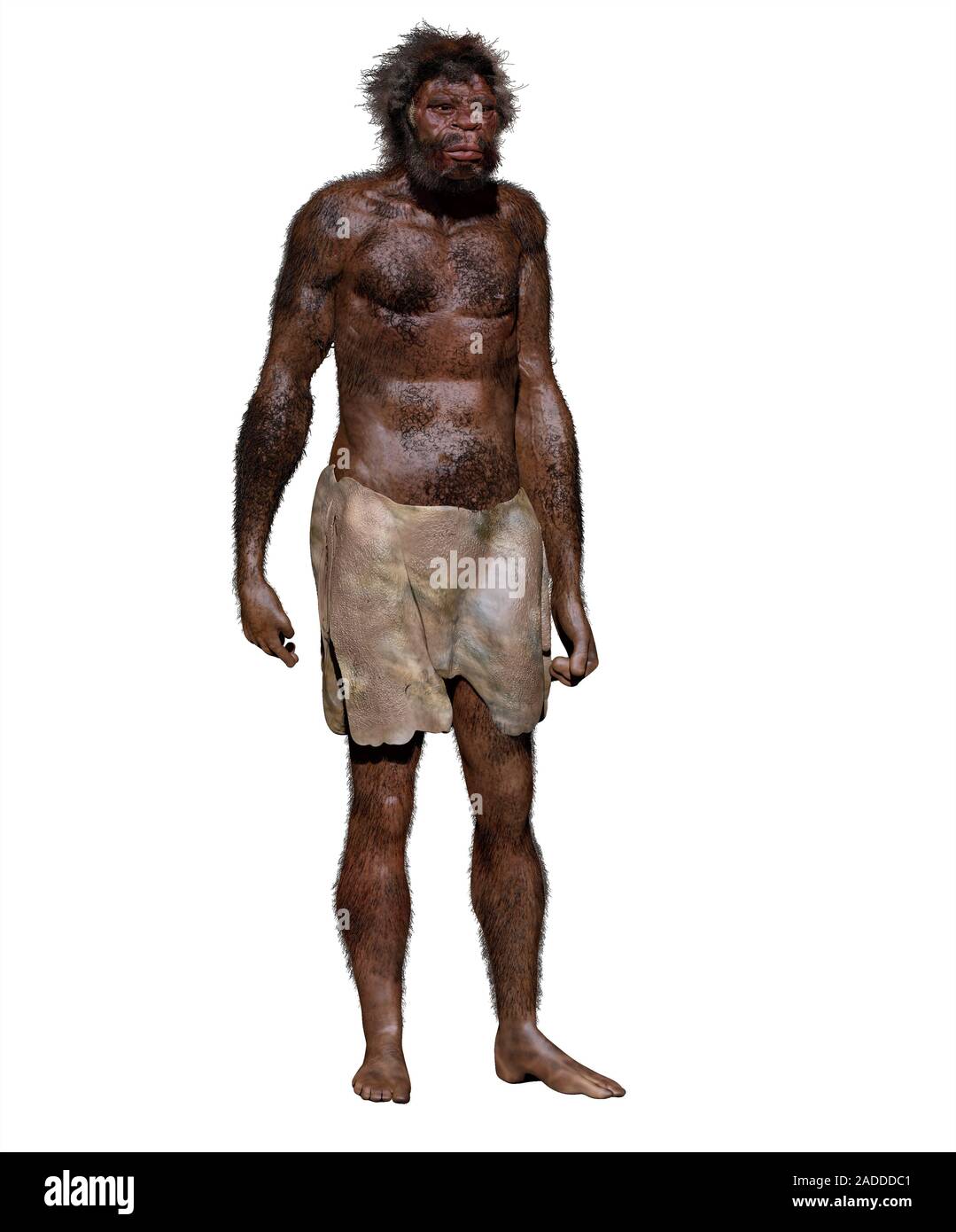 Homo sapiens (Jebel Irhoud). Illustration and reconstruction of a