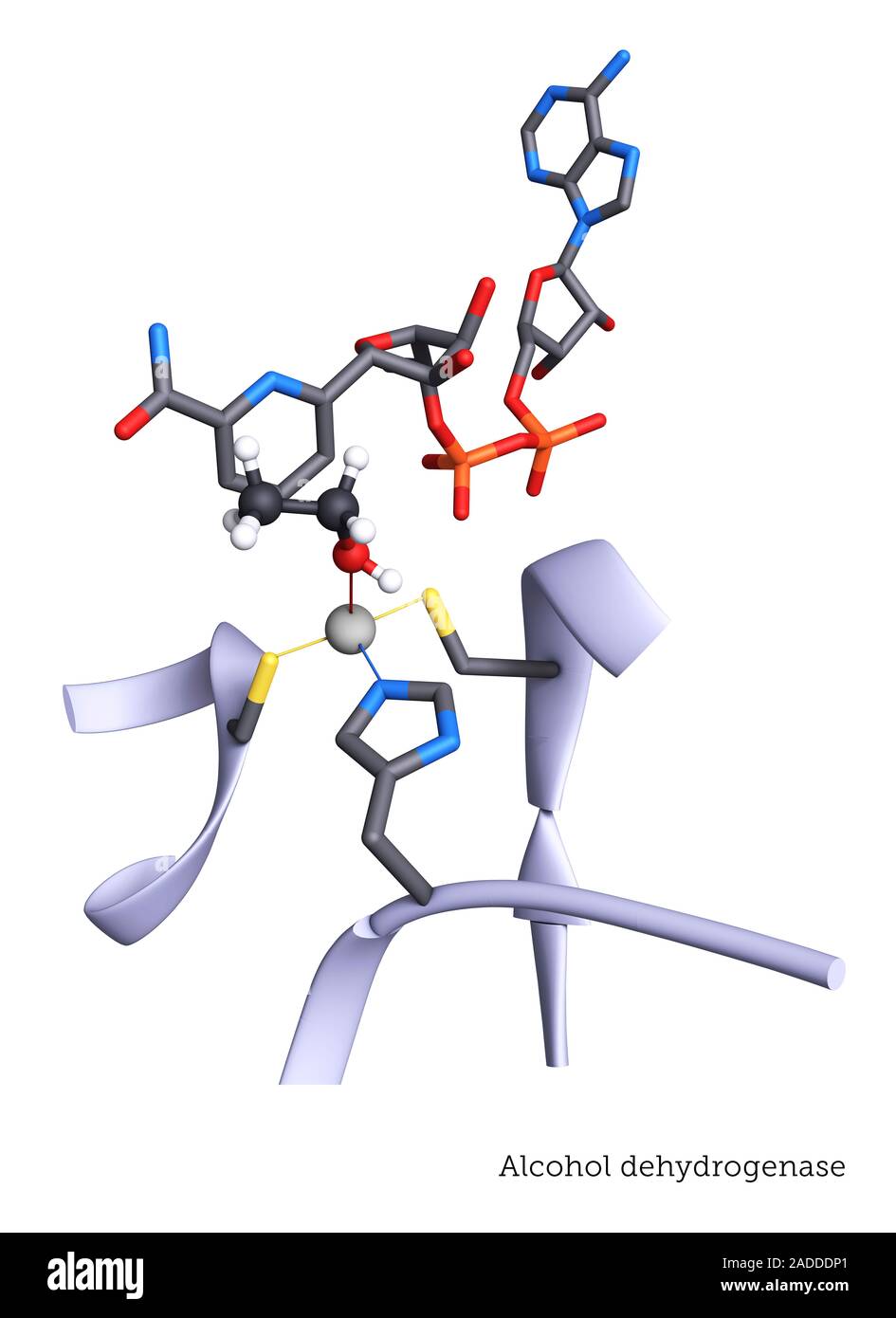 Active site of alcohol dehydrogenase enzyme. Alcohol dehydrogenase