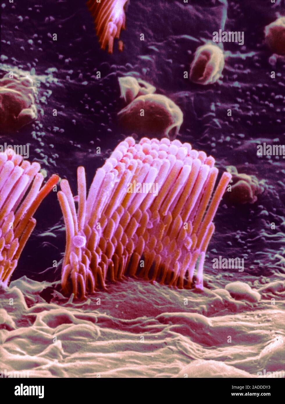 Coloured scanning electron micrograph (SEM) of outer hair cells from ...