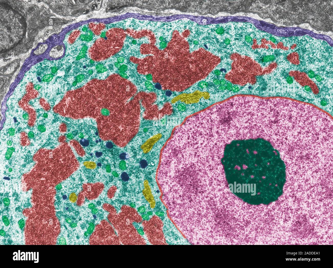 Coloured transmission electron micrograph (TEM) of a neuron cell body ...