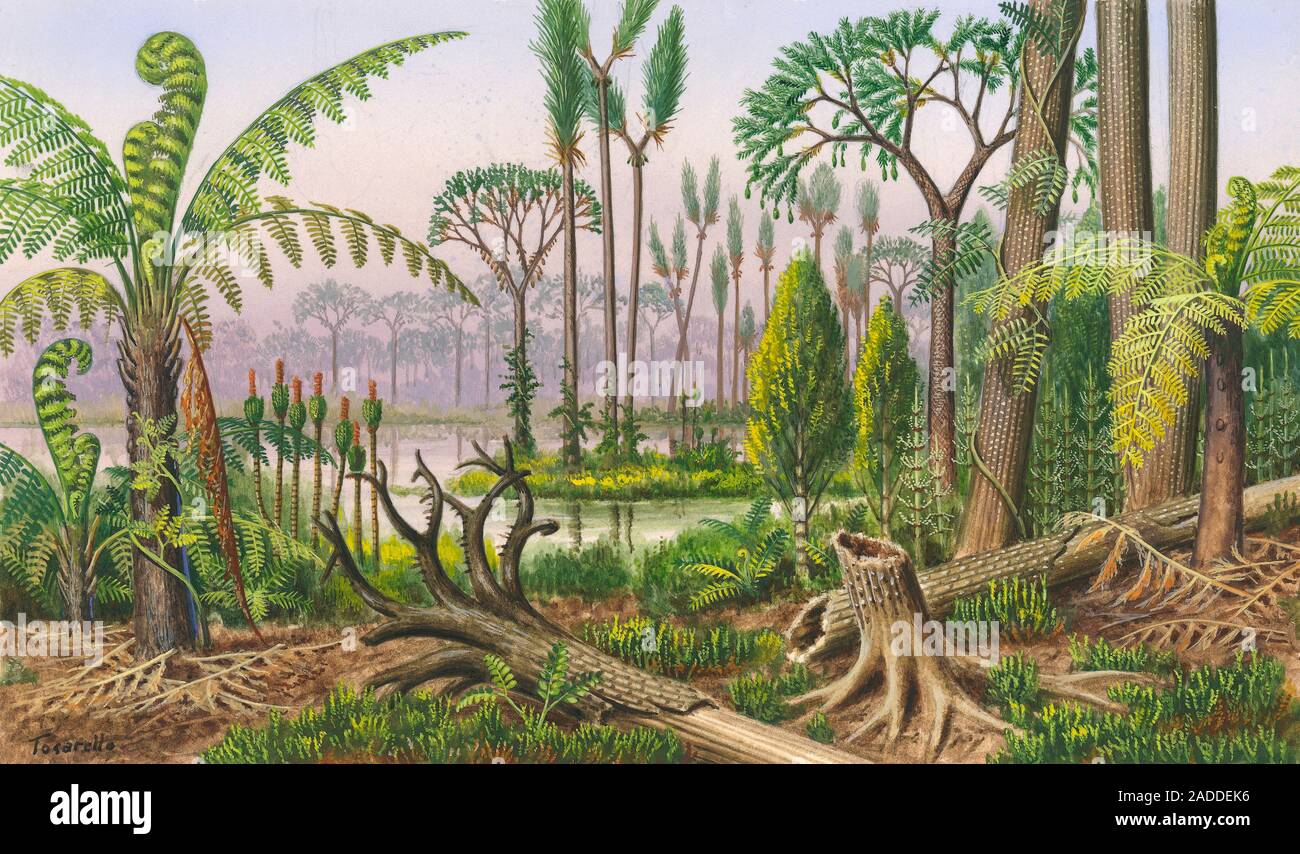Megaphyton Tree Carboniferous flora, illustration. Shown here are tree ferns ...