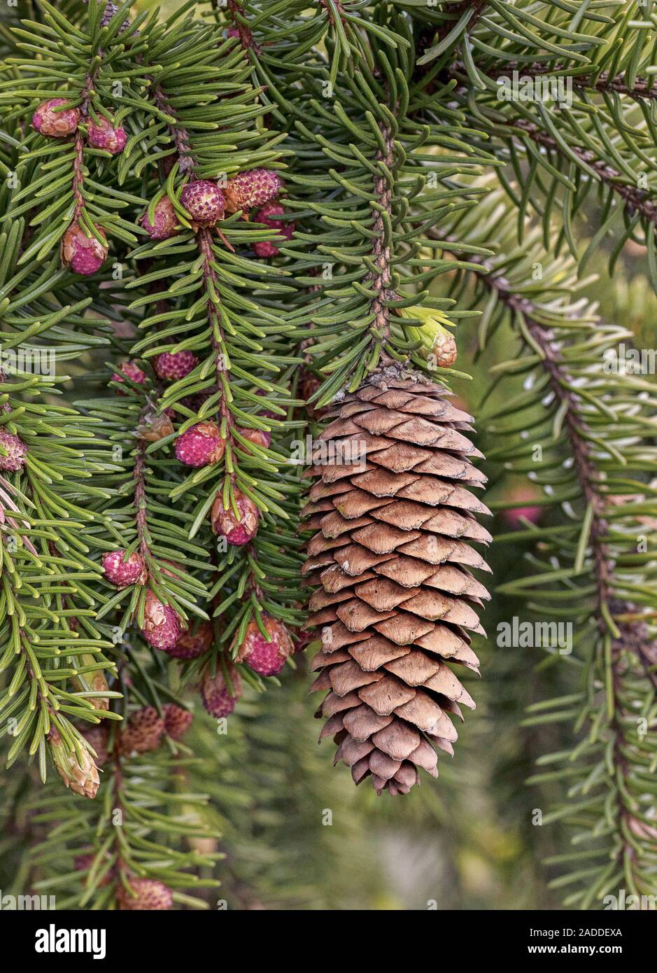 Male and female cones of Norway spruce (Picea abies Stock Photo - Alamy