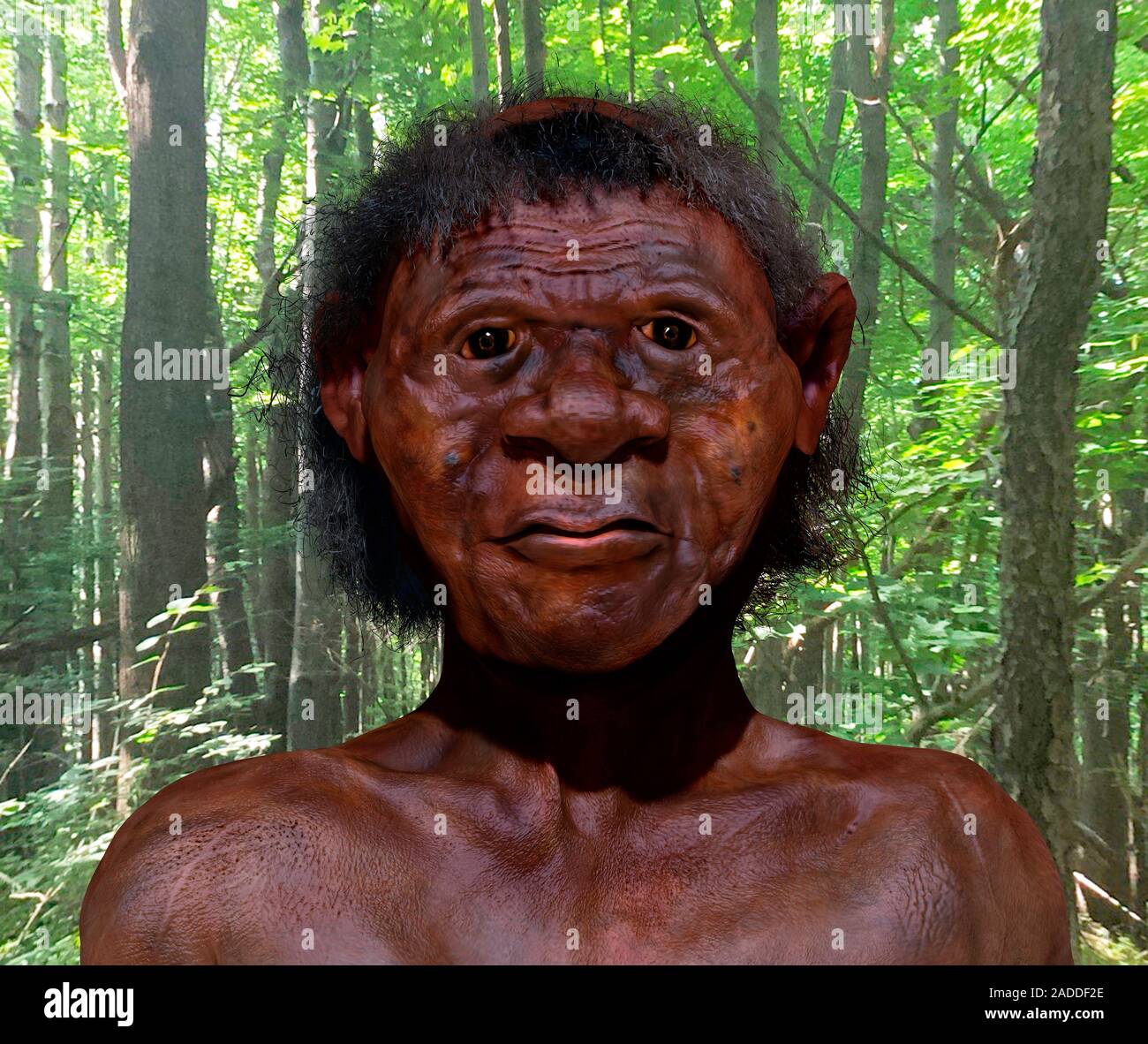 Homo Floresiensis Illustration Of Flores Man Homo Floresiensis