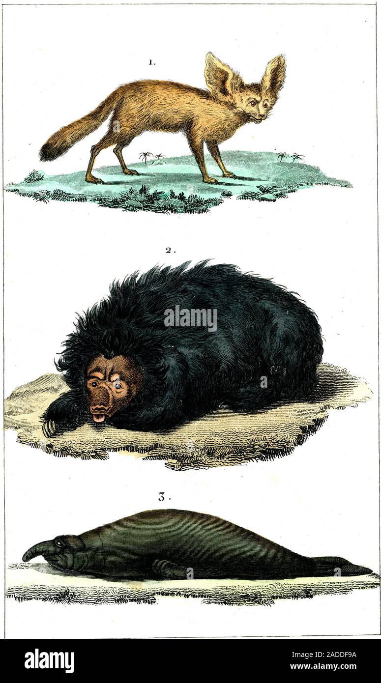 Fennec fox, sloth bear and elephant seal, 19th-century illustration ...