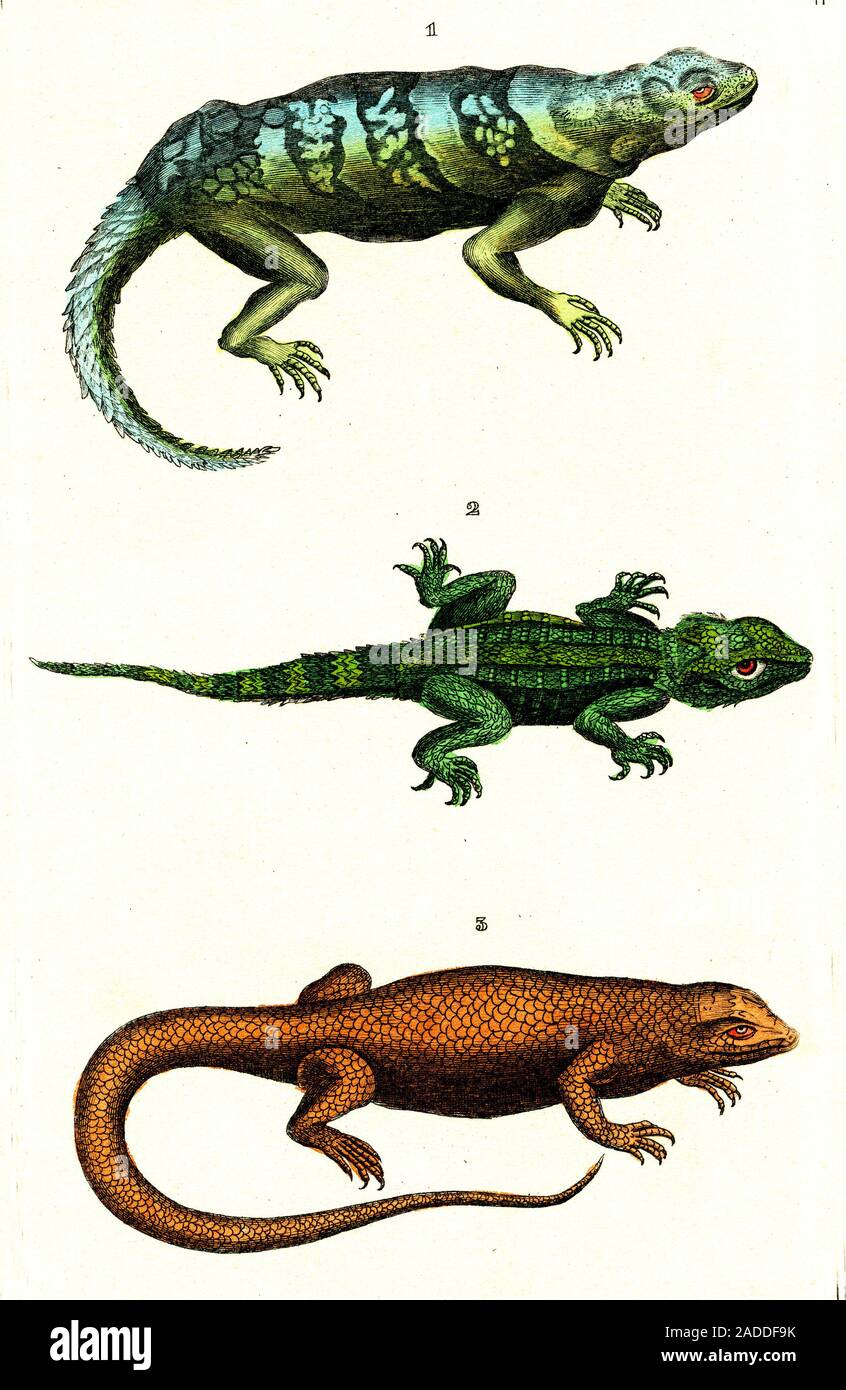 Iguana, lizard and skink, 19th-century illustration. These three