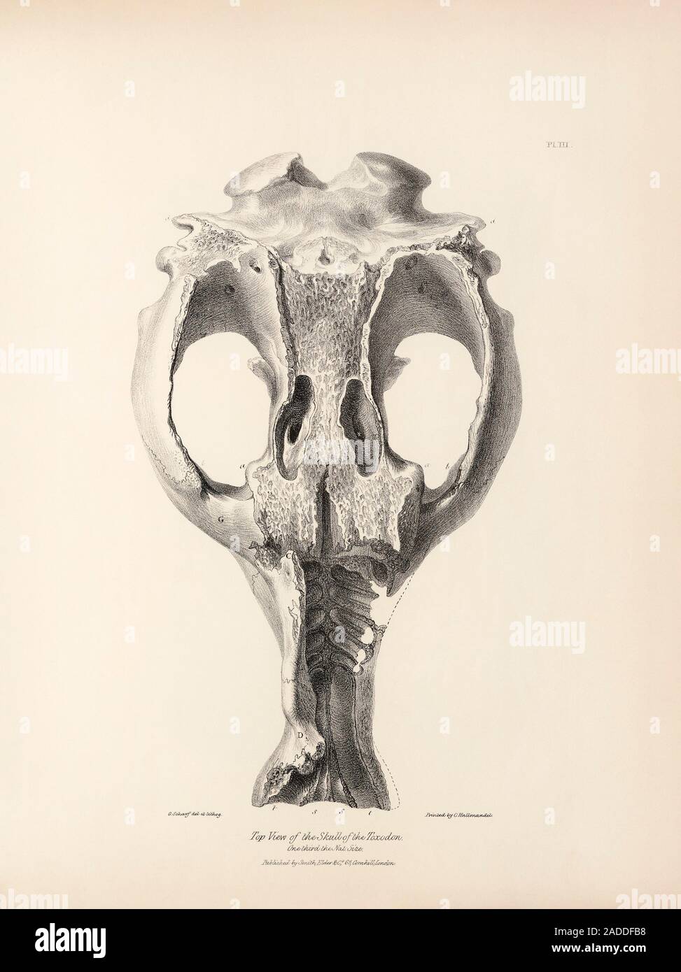 Toxodon prehistoric mammal fossil skull. 19thcentury illustration of a