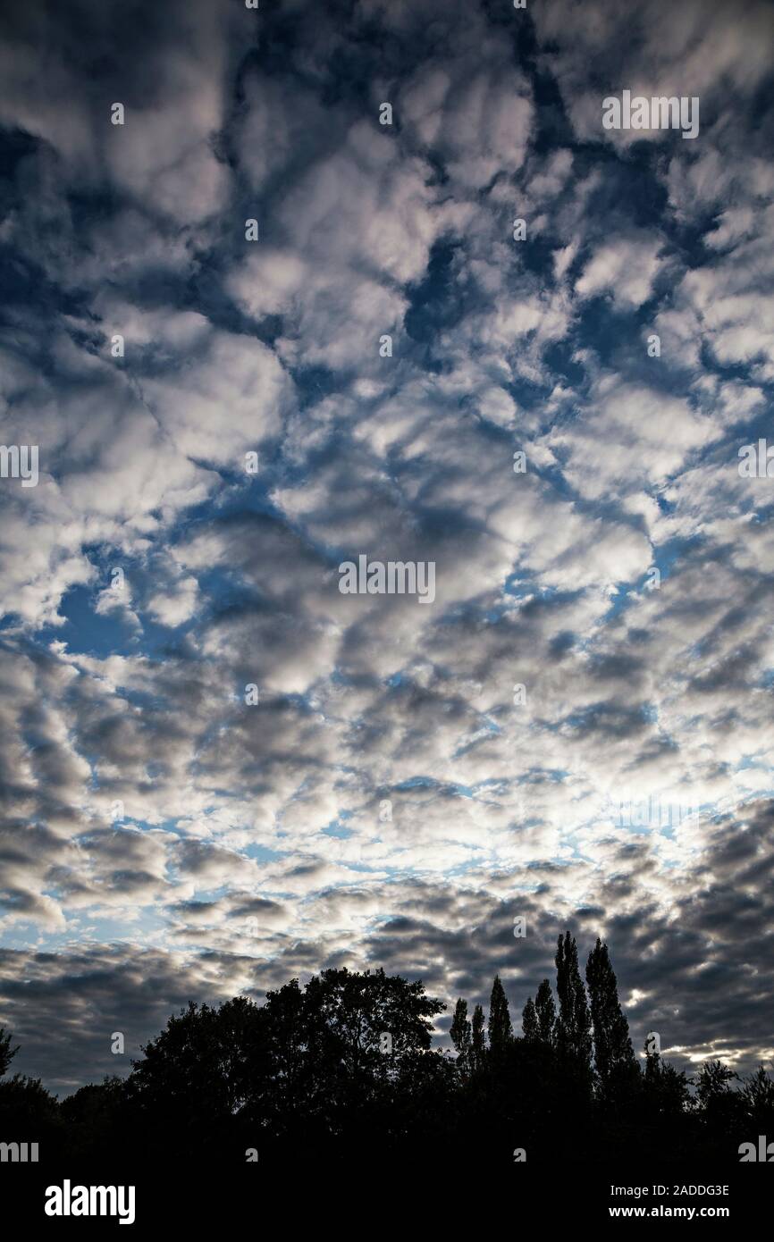 Altocumulus Stratiformis Clouds In Summer. Altocumulus Clouds Occur At ...