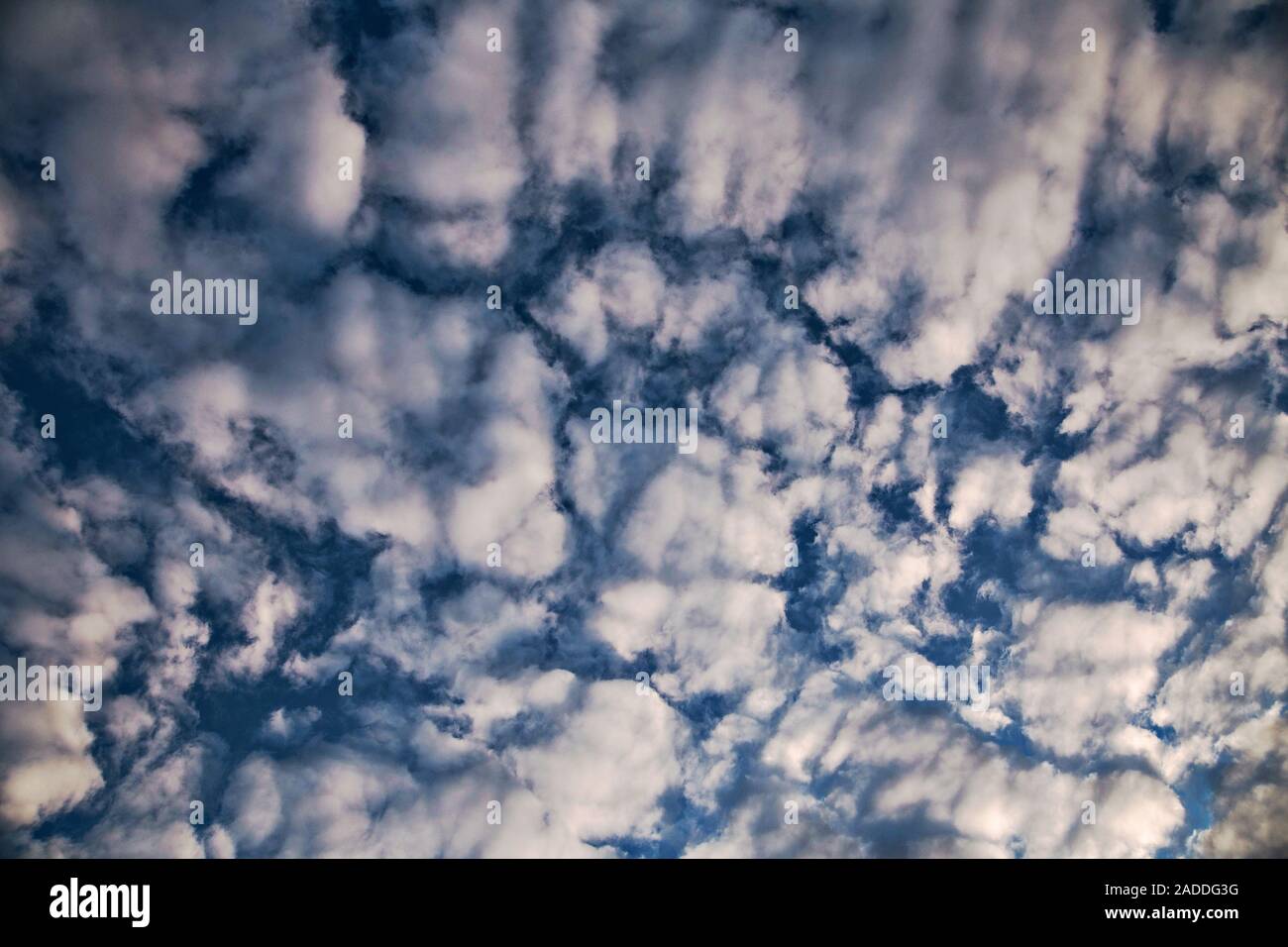 Altocumulus Stratiformis Clouds In Summer. Altocumulus Clouds Occur At ...