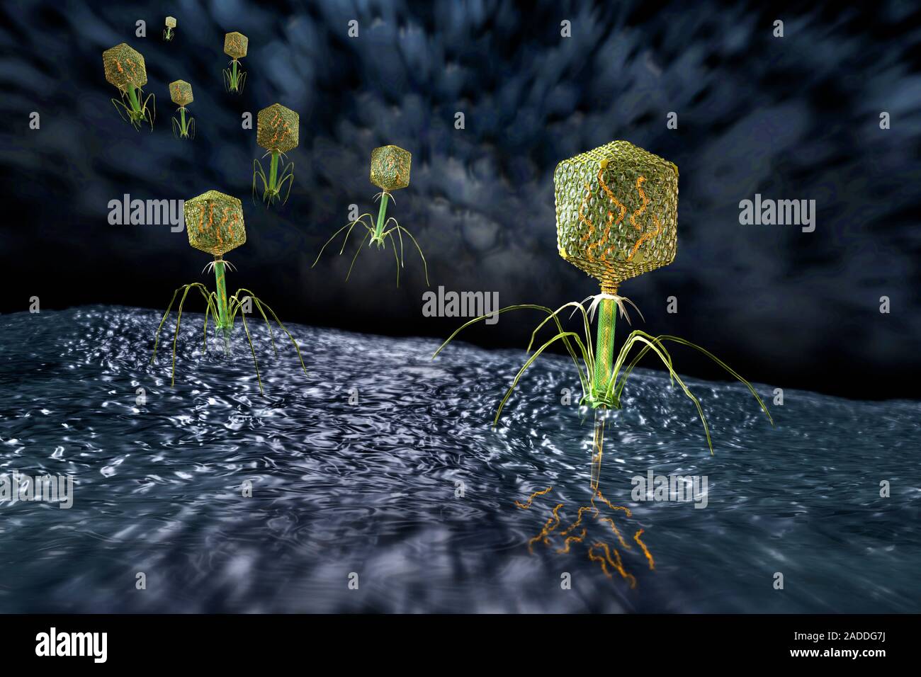 Bacteriophages. Illustration of bacteriophages, viruses that infect ...
