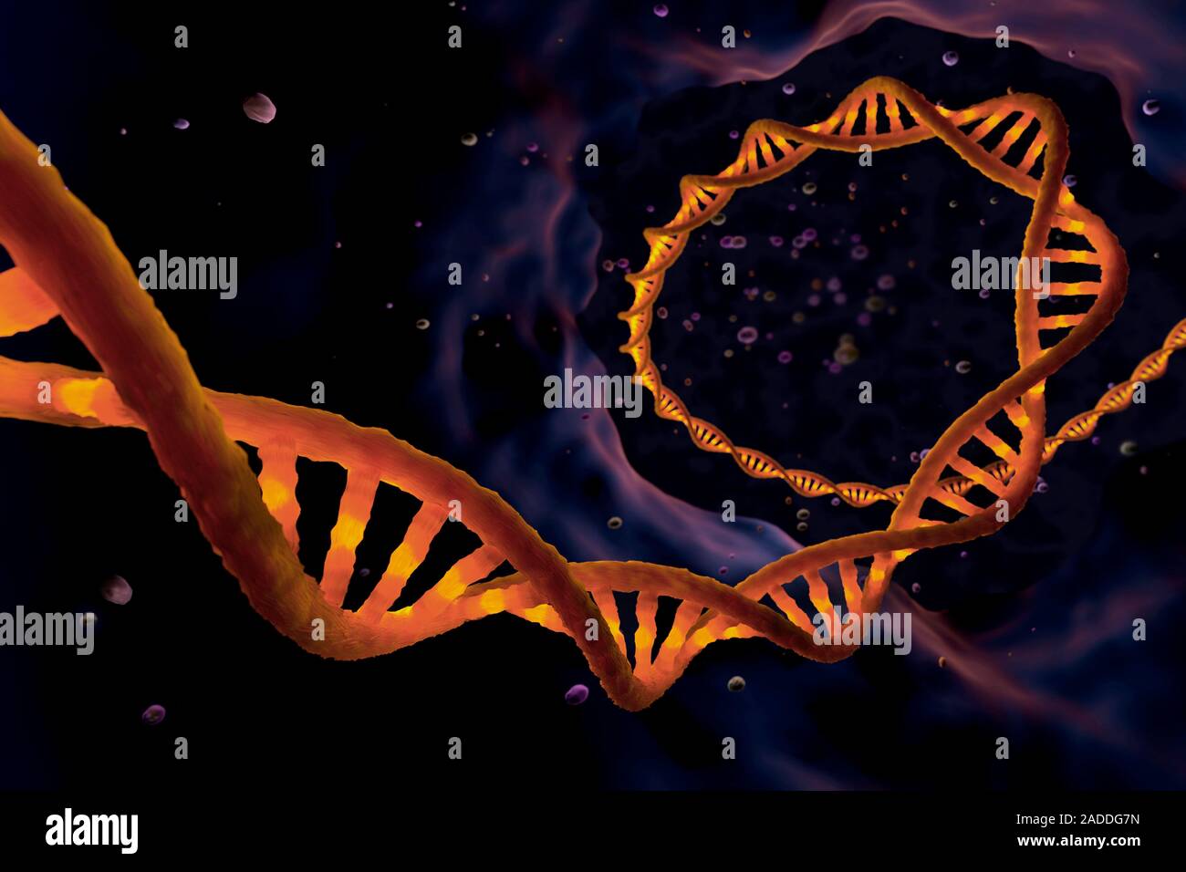 DNA strand, illustration. Deoxyribonucleic acid (DNA) consists of long